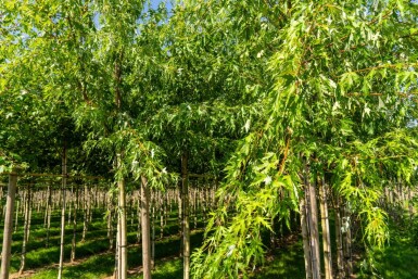 Acer saccharinum 'Laciniatum Wieri' hochstamm 10/12