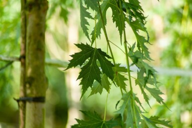 Acer saccharum