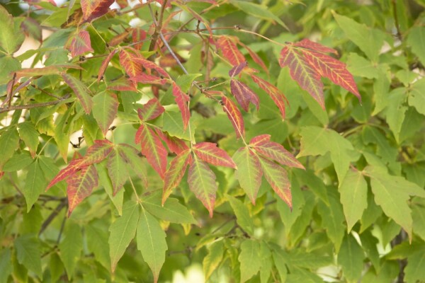 Acer saccharum mehrstämmig