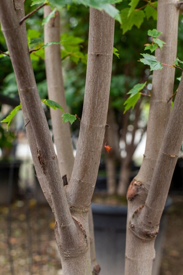 Acer tataricum Acer tataricum