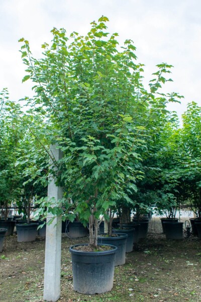 Acer tataricum