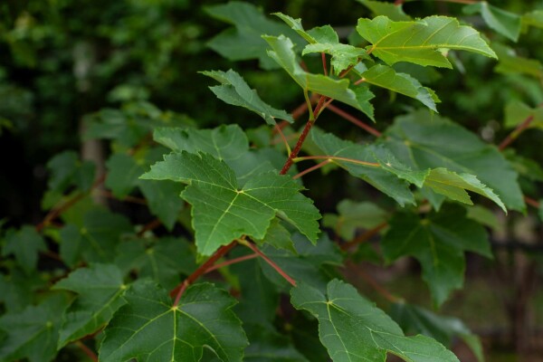 Acer tataricum Hochstamm Acer tataricum Hochstamm