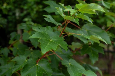 Acer tataricum hochstamm 10/12