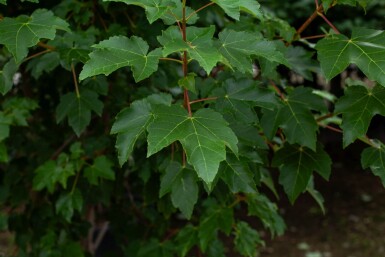 Acer tataricum hochstamm 10/12