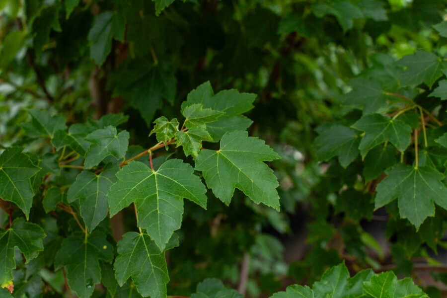 Acer tataricum HO 10/12 P/K Acer tataricum Hochstamm 10/12