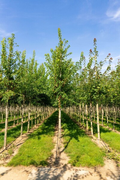 Acer tataricum subsp. ginnala