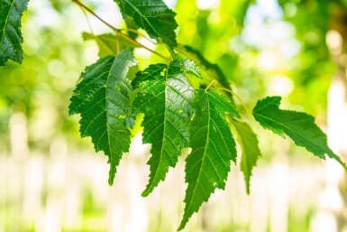 Acer tataricum subsp. ginnala