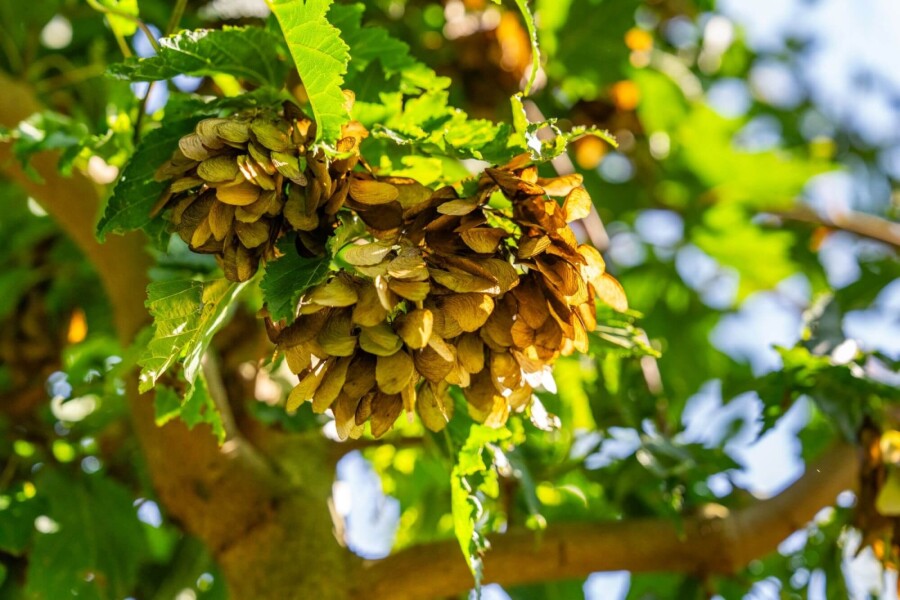 Acer tataricum subsp. ginnala Acer tataricum subsp. ginnala