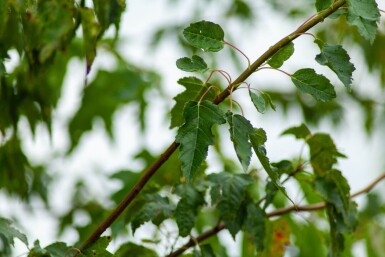 Acer tataricum subsp. ginnala mehrstämmig 200-250