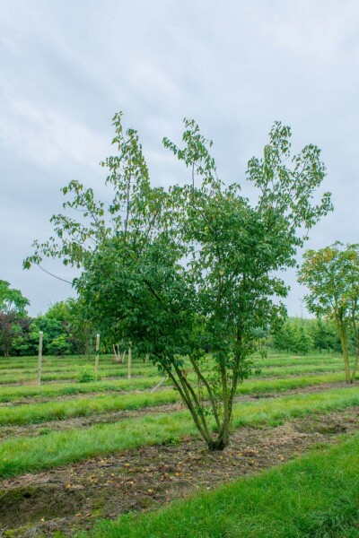 Acer tataricum subsp. ginnala meerstammig