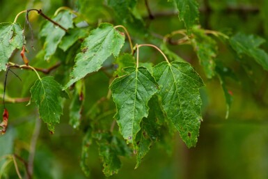 Acer tataricum subsp. ginnala mehrstämmig 200-250