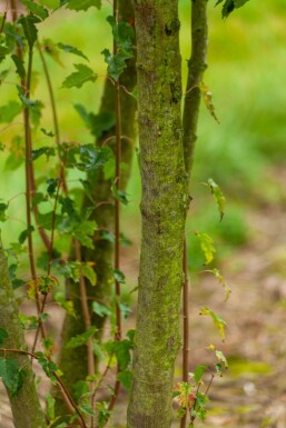 Acer tataricum subsp. ginnala mehrstämmig 200-250