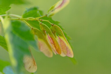 Acer tataricum subsp. ginnala mehrstämmig 200-250