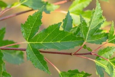 Acer tataricum subsp. ginnala mehrstämmig 200-250