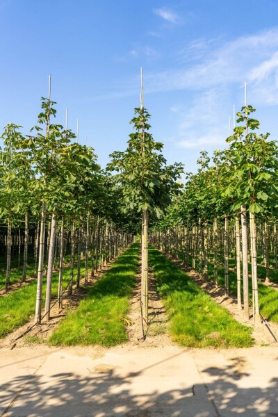 Aesculus x carnea 'Briotii' hoogstam