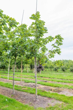 Aesculus x carnea 'Briotii' hochstamm 10/12