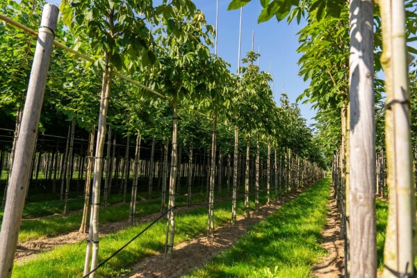Aesculus flava Aesculus flava