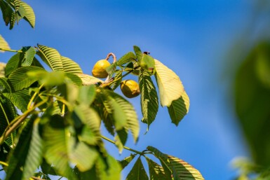 Aesculus flava