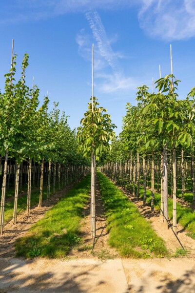 Aesculus flava hoogstam