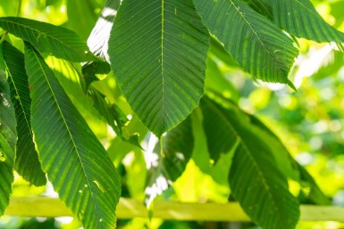 Aesculus flava hochstamm 10/12