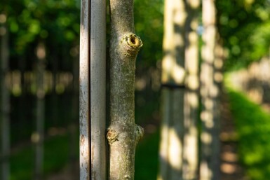 Aesculus flava hochstamm 10/12