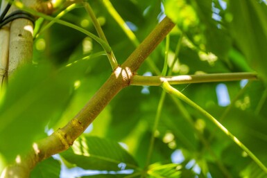 Aesculus flava hochstamm 10/12