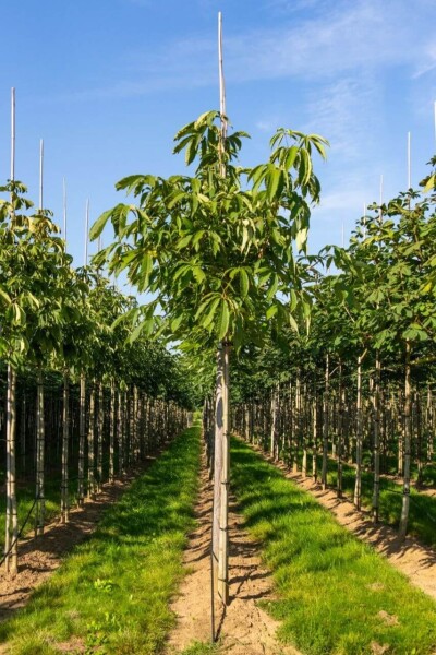 Aesculus flava 'Vestita' Aesculus flava 'Vestita'