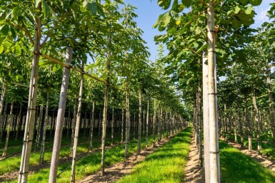 Aesculus flava 'Vestita' hochstamm 10/12