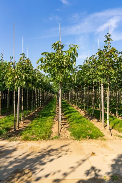 Aesculus flava 'Vestita' hochstamm