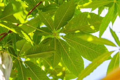 Aesculus flava 'Vestita' hochstamm 10/12