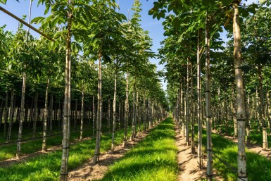 Aesculus flava 'Vestita' hochstamm 10/12