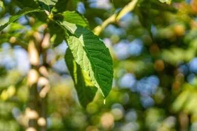 Aesculus flava 'Vestita' hochstamm 10/12