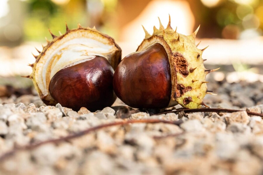 Aesculus hippocastanum Aesculus hippocastanum