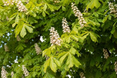 Aesculus hippocastanum