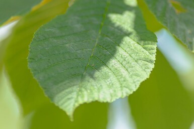 Aesculus hippocastanum hochstamm 6/8