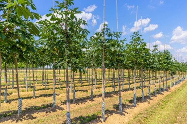 Aesculus hippocastanum hochstamm 6/8