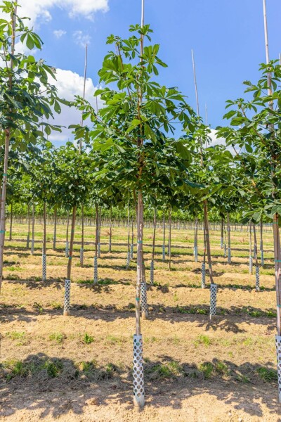 Aesculus hippocastanum hoogstam Aesculus hippocastanum hoogstam