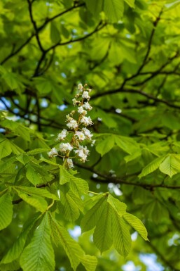 Aesculus hippocastanum hochstamm 6/8