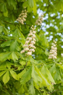 Aesculus hippocastanum hochstamm 6/8