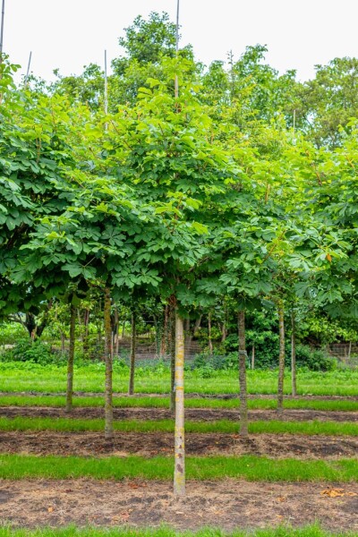 Aesculus hippocastanum 'Baumannii'