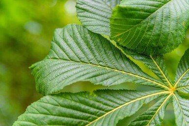 Aesculus hippocastanum 'Baumannii' hochstamm 10/12