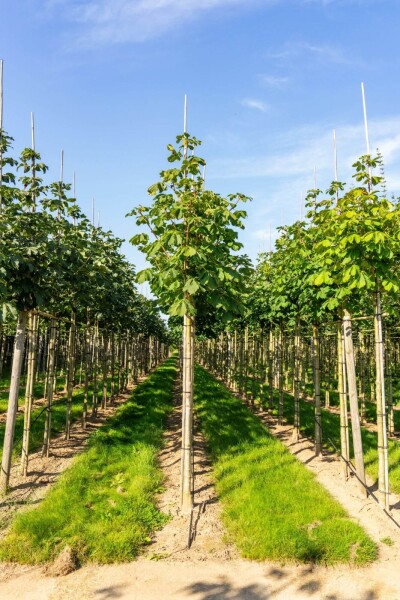 Aesculus hippocastanum 'Baumannii' hoogstam Aesculus hippocastanum 'Baumannii' hoogstam