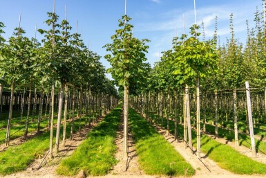 Aesculus hippocastanum 'Baumannii' hochstamm 10/12