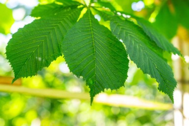 Aesculus hippocastanum 'Baumannii' hochstamm 10/12