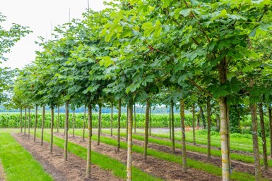 Aesculus hippocastanum 'Baumannii' hochstamm 10/12