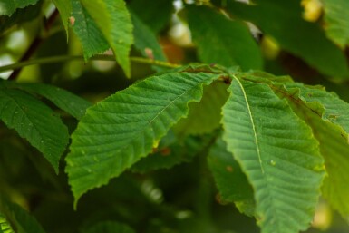 Aesculus pavia hochstamm 12/14