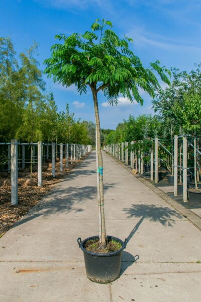 Albizia julibrissin hoogstam