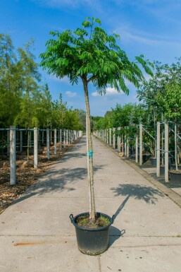 Albizia julibrissin HO 4/6 P/K Albizia julibrissin Hochstamm 4/6