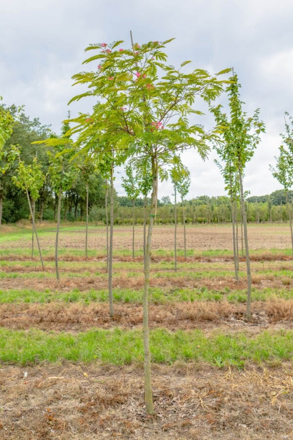 Albizia julibrissin HO 4/6 P/K Albizia julibrissin Hochstamm 4/6