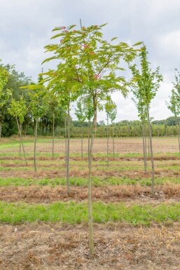Albizia julibrissin HO 4/6 P/K Albizia julibrissin Hochstamm 4/6